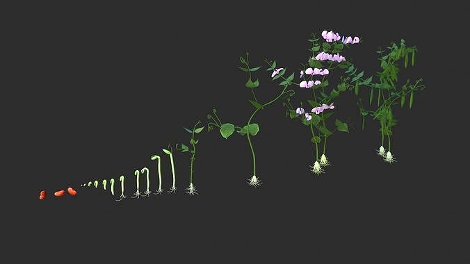 Bean Lifecycle