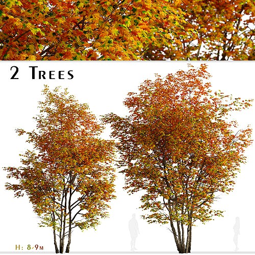Set of Silver maple or Creek maple Tree - 2 Trees 3D Model
