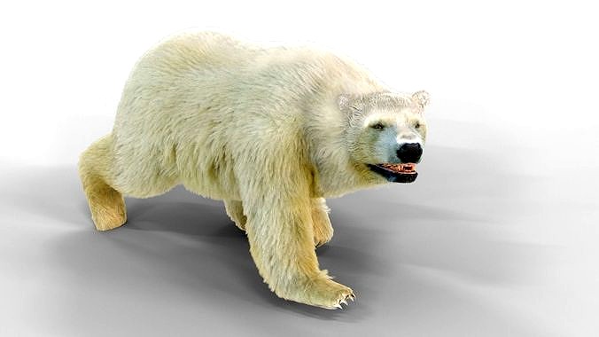 White Bear Fur animated