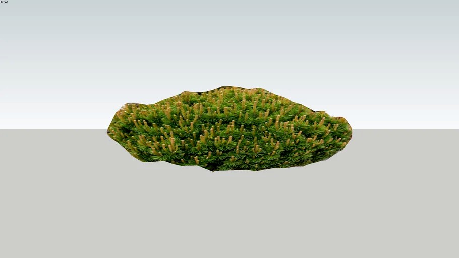 Pusis pinus mugo Pumilio