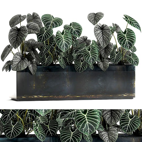 Anthurium clarinervium in a pot for the interior 889