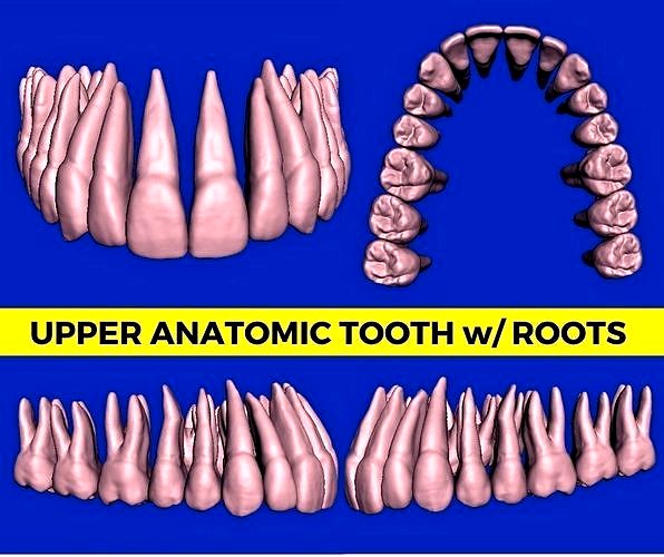 Anatomic Teeth with Roots Upper Arch 3D Model | 3D