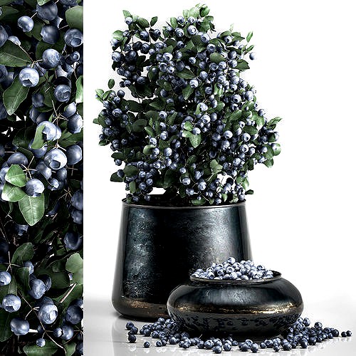 blueberry tree in Pots and bowl with berries