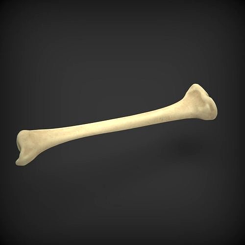 Tibia