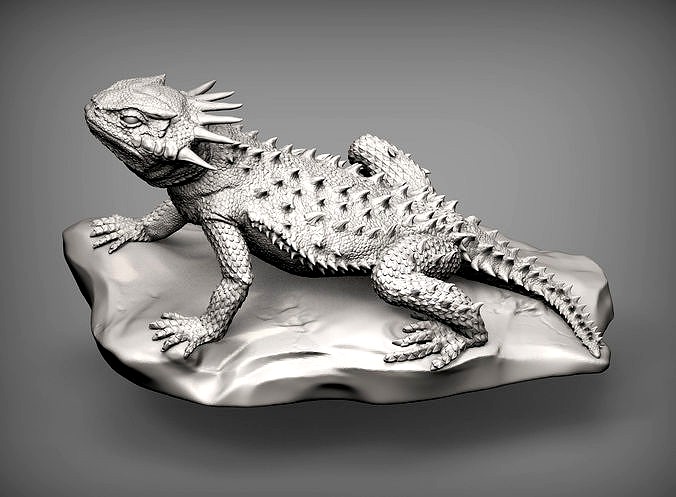 Flat-horned toad lizard  Phrynosoma platyrhinos | 3D