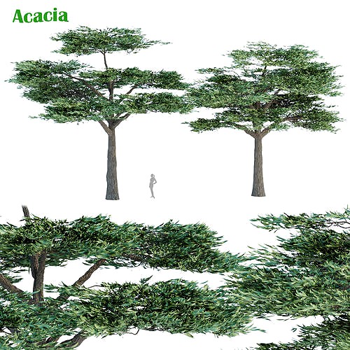 Acacia trees vol 87