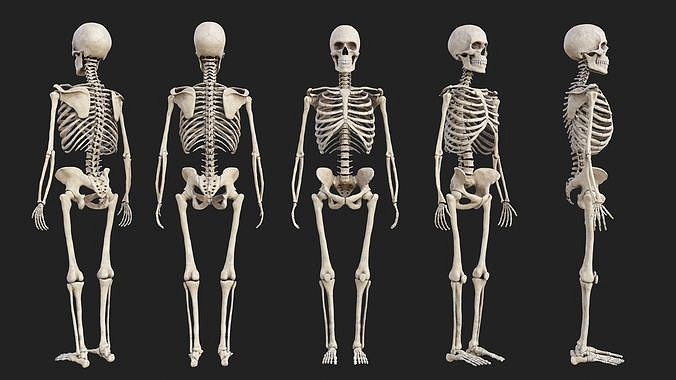 Human Skeleton