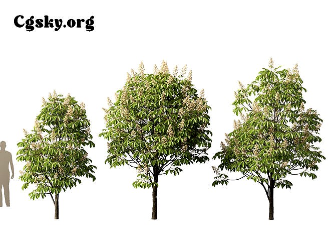Aesculus hippocastanum -horse chestnut 03 Tree