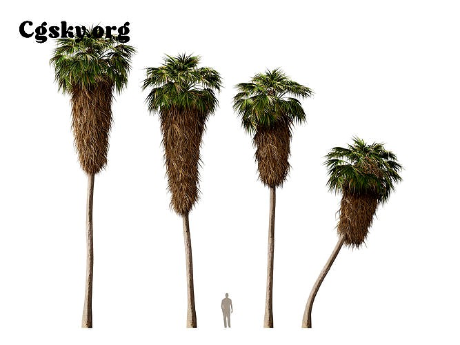 Washingtonia robusta - Mexican fan palm 04