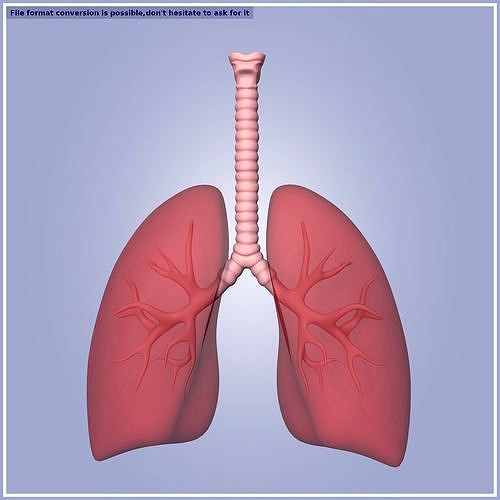 Lungs -- Respiratory System