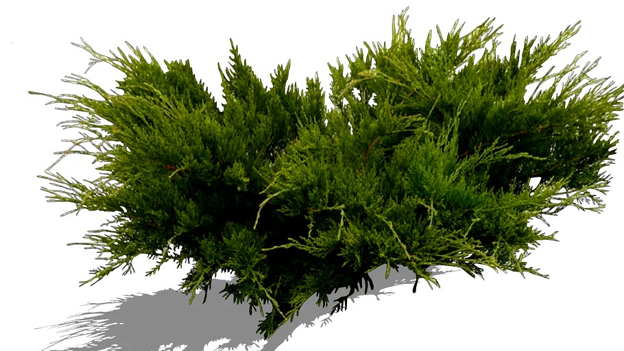 Juniper