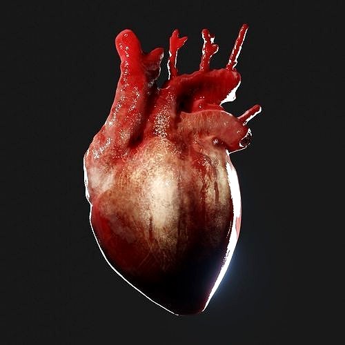 Realistic organ human heart