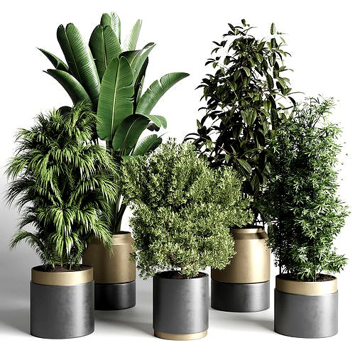 plant ficus rubbery ravenala plam bamboo metal dirt vase