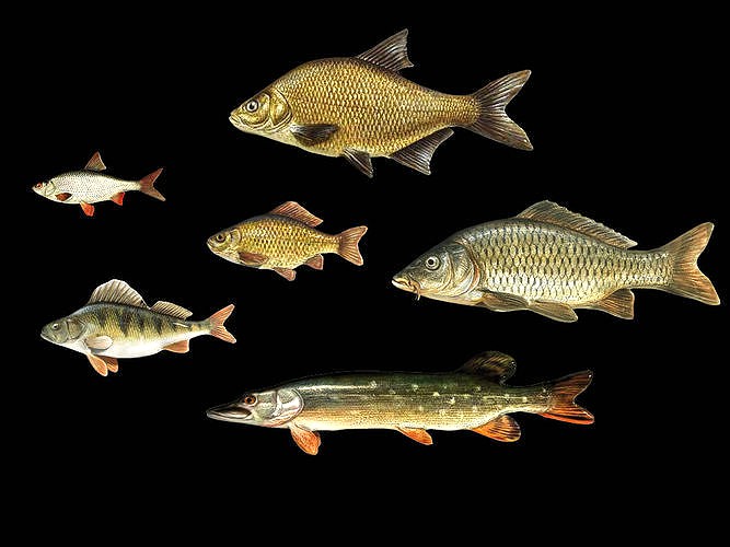 River fish collection