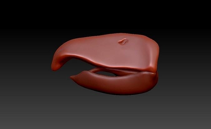 Bird beak