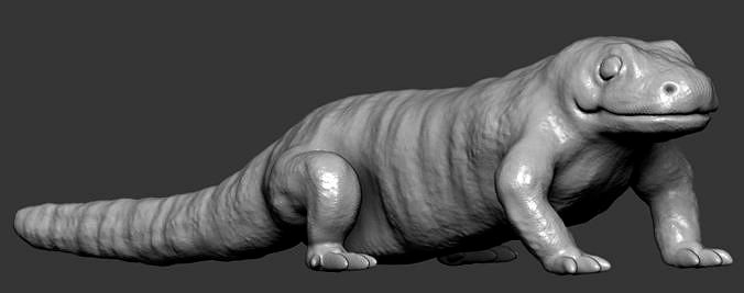 Salamander | 3D