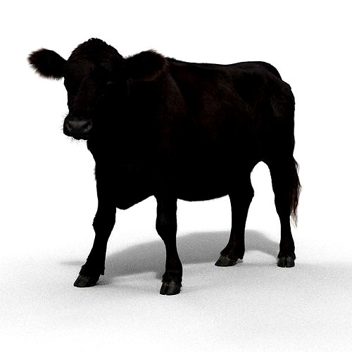 Black Cattle Animated VFX Grace