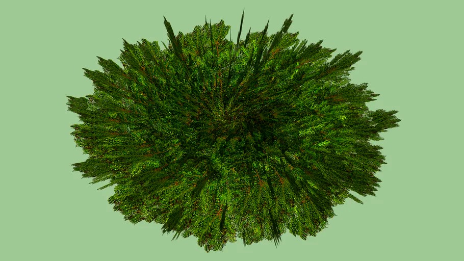 Juniper