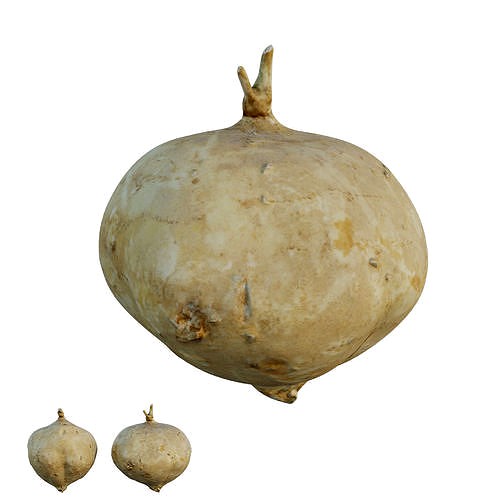 Pachyrhizus erosus