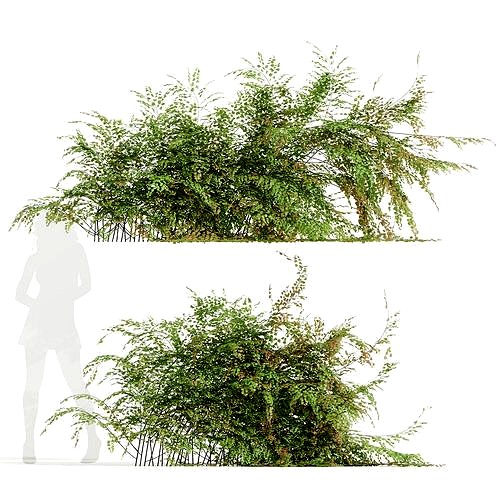 New Plant High detail Adiantum Capillus Veneris Fern