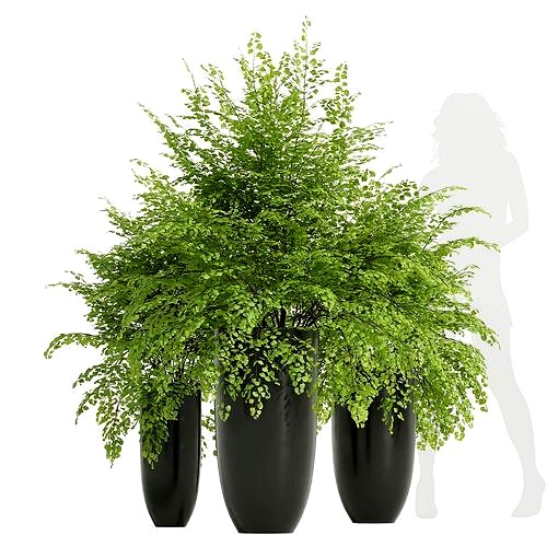 New Plant High detail Adiantum Capillus Veneris Fern