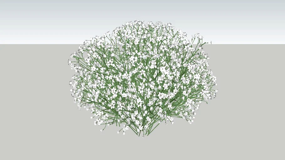 Gypsophila paniculata Gipsówka wiechowata