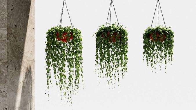 glechoma Hanging basket plants