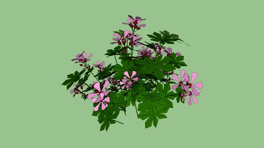 geranium