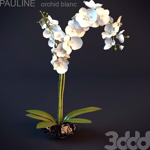 Растительная композиция Orchid blanc