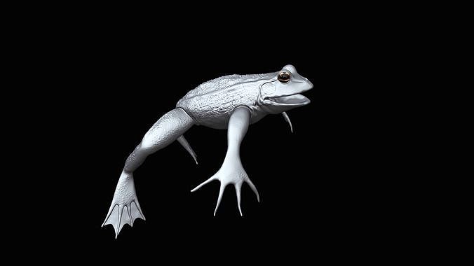 a Frog highpoly model