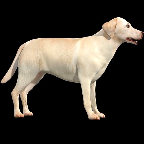 Labrador Retriever - Dog Rig