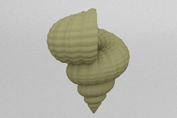 shell | 3D