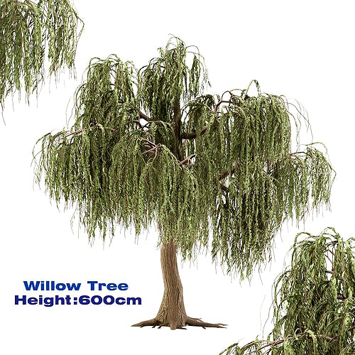 Willow Tree