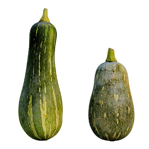 Squash Barbara Butternut