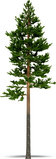 Pine 3D Model