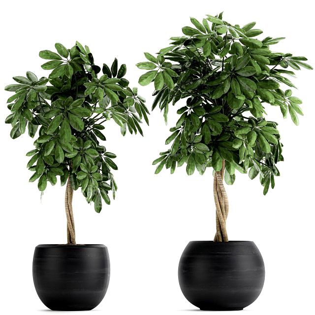 decorative schefflera in flowerpots 758