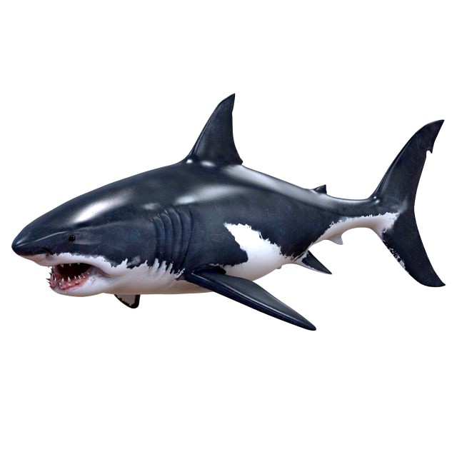 white shark