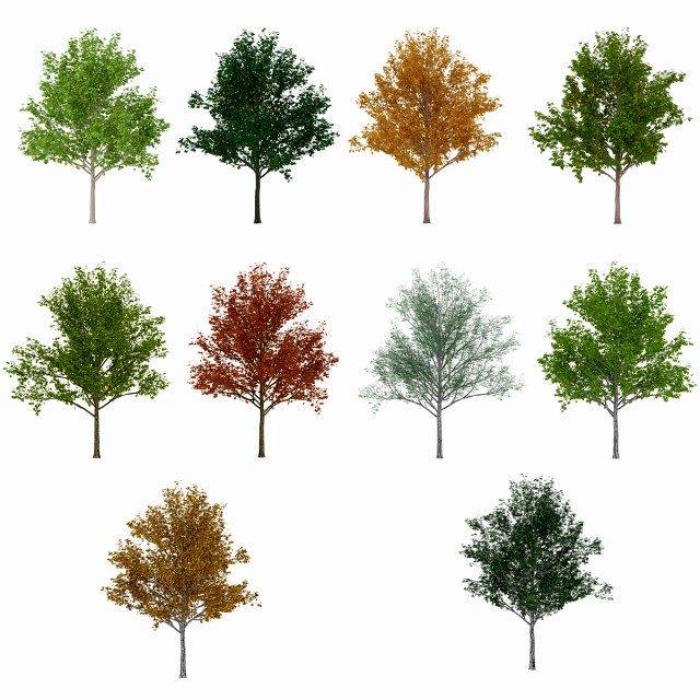 tree 1