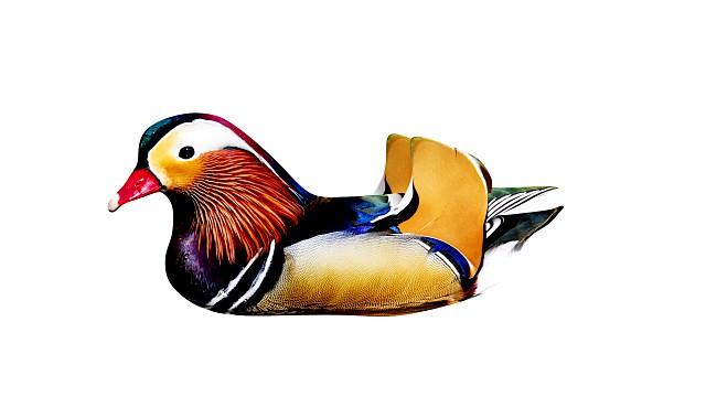 floating mandarin duck