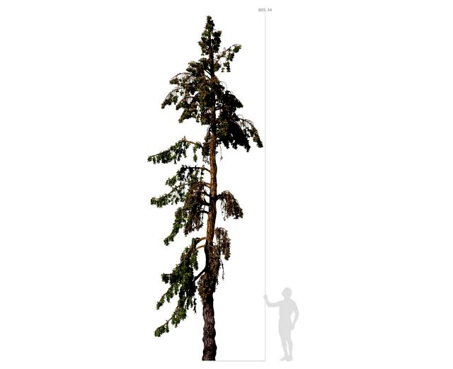 conifer tree 005