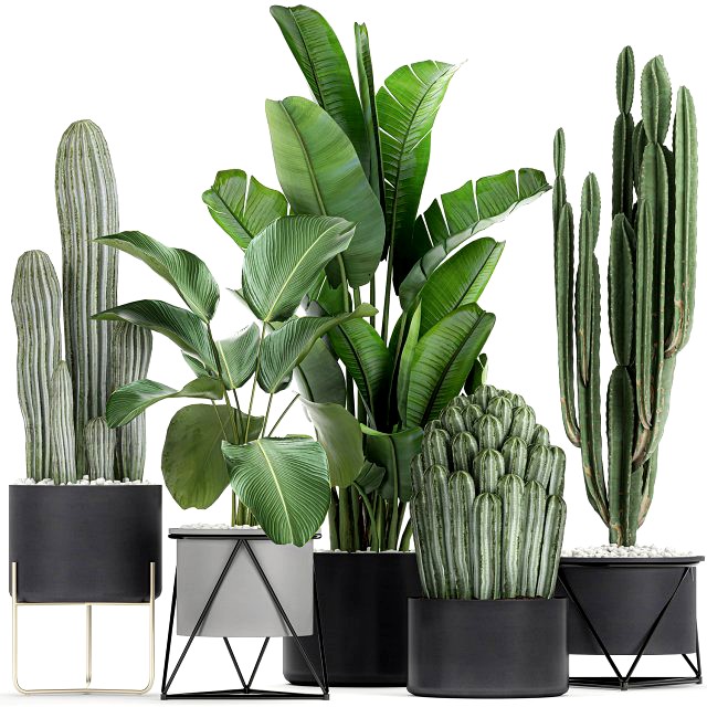 collection of decorative cactus in black flowerpots 747