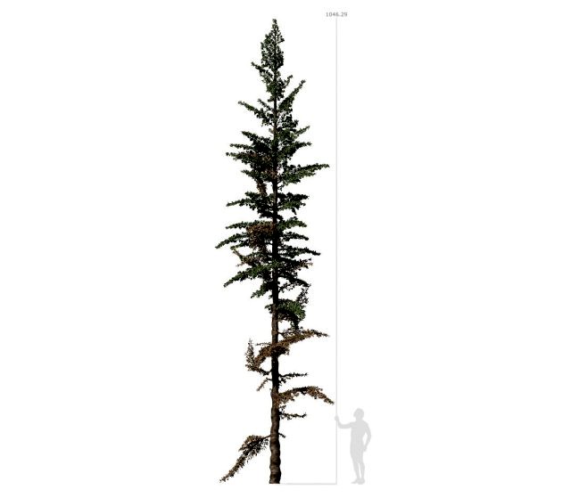 conifer tree 003