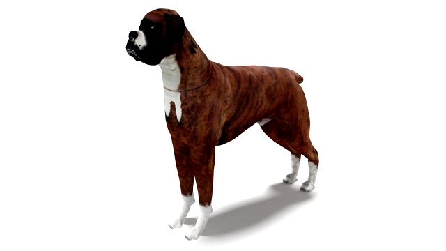 Boxer Dog