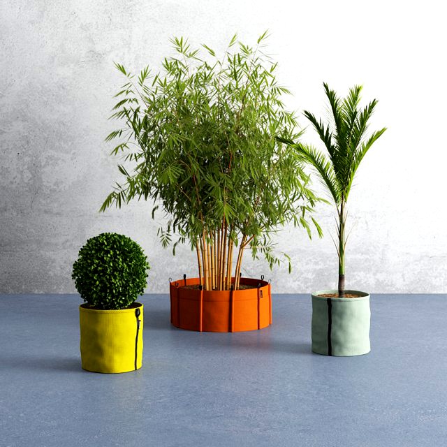 bacsac and plants