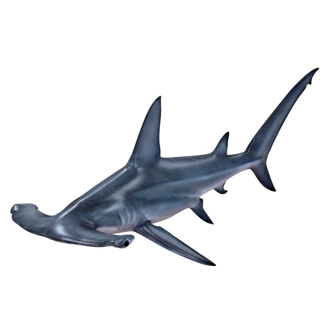 hammerhead shark