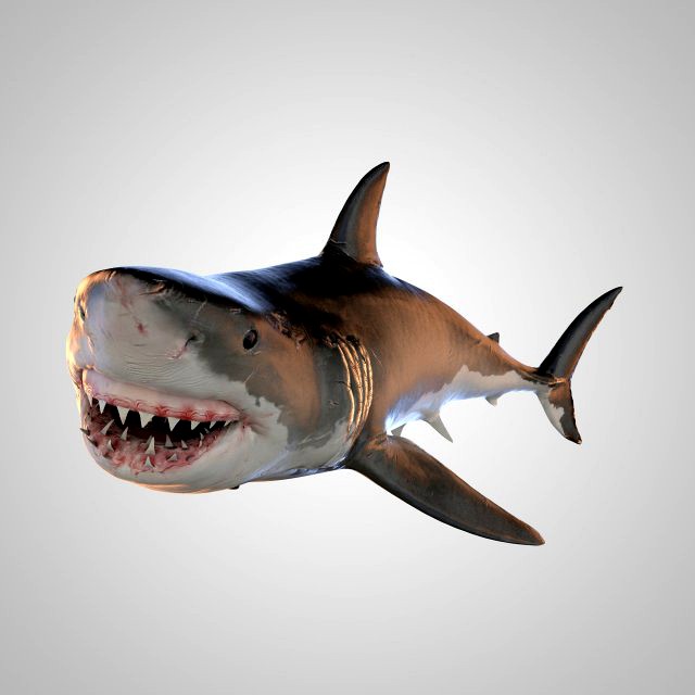animated white shark