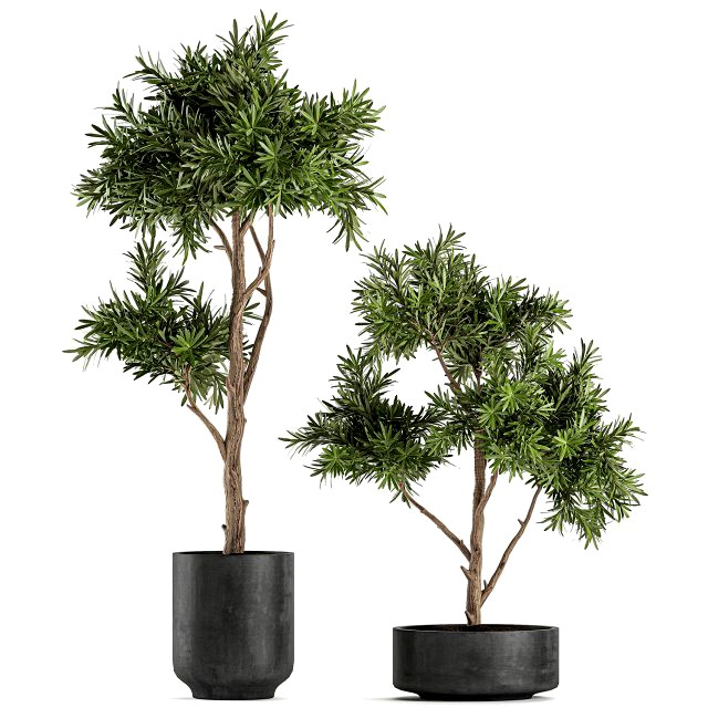 decorative tree in a black flowerpots 742