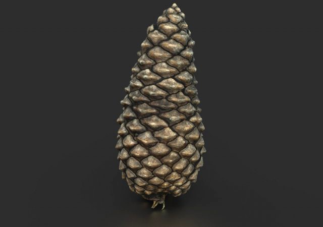 pinecone