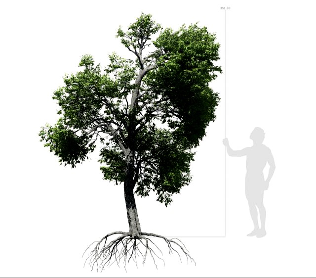 broadleaf tree 003