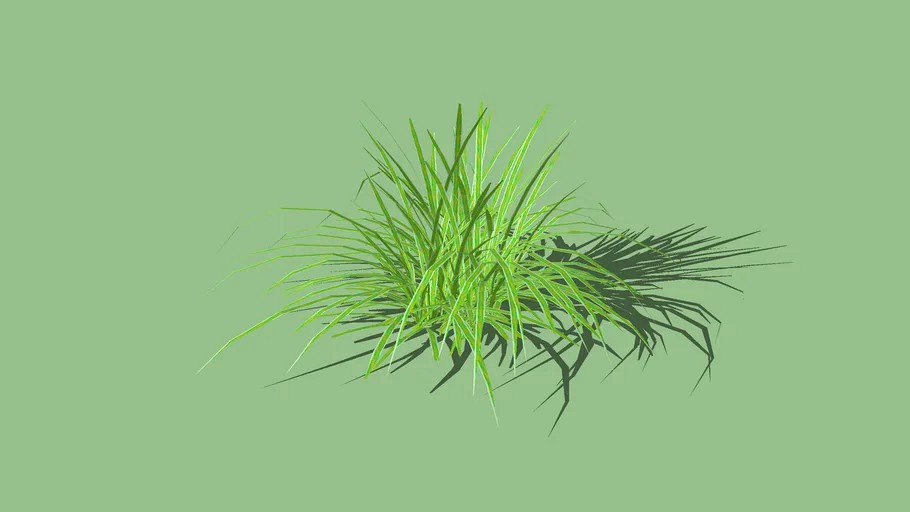 Carex morrowii